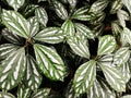 Aluminum Plant Pilea Cadierei in the wild nature background