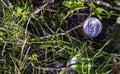 Tin can with a drink top view in middle of green weeds and sticks background Royalty Free Stock Photo