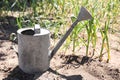 Aluminum watering can near garlic sprouts