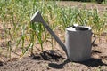 Aluminum watering can near garlic sprouts in field