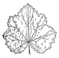 Alumroot Leaf vintage illustration Royalty Free Stock Photo