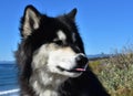 An Alusky Dog with His Tongue Sticking Out