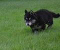 Alusky Puppy Creeping Through Green Grass