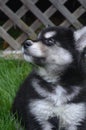 Alusky Puppy Dog Looking Up at Someone Above Him