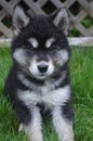 Alusky Puppy Sitting in Grass Looking Very Cute