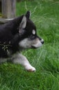 Alusky Puppy Taking a Cautious Step in the Grass