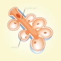 Alveolar duct, alveolus. Human anatomy. mechanical ventilation Royalty Free Stock Photo