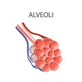 Alveoli anatomy. Human Respiratory System. Lungs. Hand drown vector line illustration Royalty Free Stock Photo