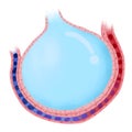 Anatomy of Alveolus gas exchange.