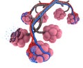 Alveoli in lungs - blood saturating by oxygen Royalty Free Stock Photo