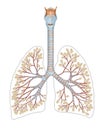 Respiratory system is the network of organs and tissues that help you breathe