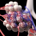 The alveoli