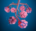 Alveoli : natomy of human respiratory system - blood saturating by oxygen Royalty Free Stock Photo