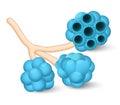 Alveoli Royalty Free Stock Photo