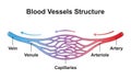 Blood Vessels Structure