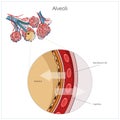 Alveoli vector illustration Royalty Free Stock Photo
