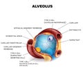 Alveolus closeup anatomy Royalty Free Stock Photo