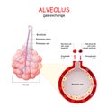 Alveolus. gas exchange Royalty Free Stock Photo