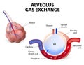 Alveolus. gas exchange Royalty Free Stock Photo