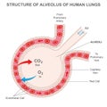 Alveolus of human lungs, Oxygen and carbon dioxide move in alveoli