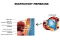 Alveolus and Respiratory membrane Royalty Free Stock Photo