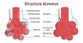 Alveolus structure. Respiratory membrane of alveoli, oxygen and carbon