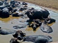 Alvignano, Caserta, Italy. Buffaloes in a pond which are used to produce the famous buffalo mozzarella