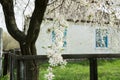 Alycha blossoms near the house Royalty Free Stock Photo
