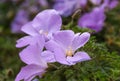 Alyogyne huegelii or Blue Hibiscus flowers closeup Royalty Free Stock Photo