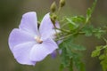 Alyogyne Huegelii flower in bloom. Royalty Free Stock Photo