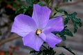 Alyogyne huegelii, Lilac Hibiscus Royalty Free Stock Photo