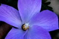 Alyogyne huegelii, Lilac Hibiscus Royalty Free Stock Photo