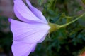 Alyogyne huegelii, Lilac Hibiscus Royalty Free Stock Photo