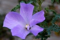 Alyogyne huegelii, Lilac Hibiscus Royalty Free Stock Photo