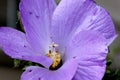 Alyogyne huegelii, Lilac Hibiscus Royalty Free Stock Photo