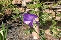 Alyogyne huegelii, Lilac Hibiscus Royalty Free Stock Photo