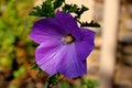 Alyogyne huegelii, Lilac Hibiscus Royalty Free Stock Photo