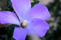 Alyogyne huegelii, Lilac Hibiscus Royalty Free Stock Photo