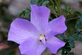 Alyogyne huegelii, Lilac Hibiscus Royalty Free Stock Photo