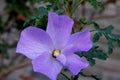 Alyogyne huegelii, Lilac Hibiscus Royalty Free Stock Photo