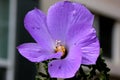 Alyogyne huegelii, Lilac Hibiscus Royalty Free Stock Photo