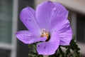 Alyogyne huegelii, Lilac Hibiscus Royalty Free Stock Photo