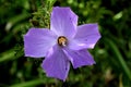 Alyogyne huegelii, Lilac Hibiscus, Royalty Free Stock Photo