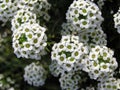 Alyssum