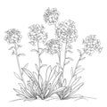 Vector bunch with outline Alyssum flower with leaf in black isolated on white background. Royalty Free Stock Photo