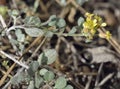 Alyssum akamasicum