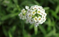 Alyssum flower