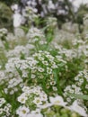 Alyssum flower on blurred green background, 
A close up of lovely sweet alyssum with its abundant white flowers Royalty Free Stock Photo