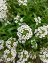 Alyssum flower on blurred green background,  A close up of lovely sweet alyssum with its abundant white flowers Royalty Free Stock Photo