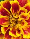 Alyssum flower red and yellow in the garden freshly watered. Flor de tagete color amarillo y rojo, en el jardÃÂ­n.